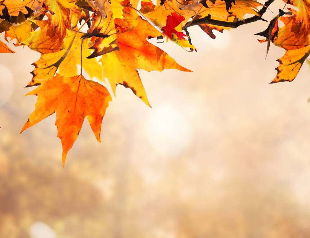 JOURNEE D'AUTOMNE