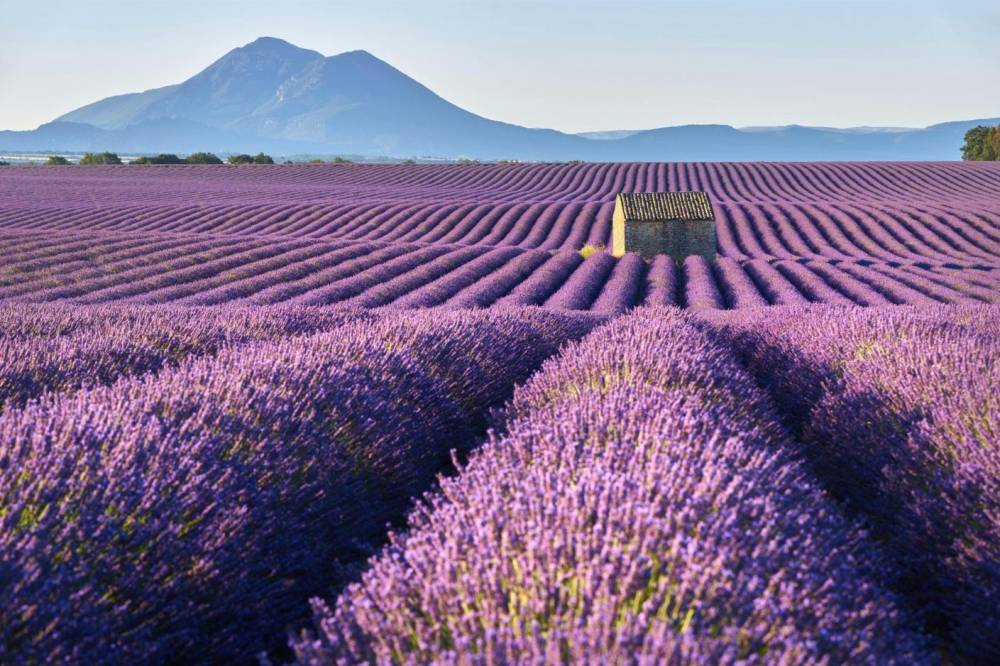 LA PROVENCE : AU PAYS DE LA LAVANDE